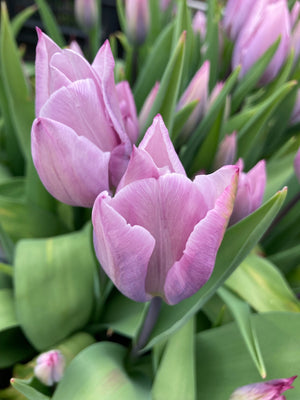 Elegant Tulip Bulbs 'Silver Could' (Free UK Postage)