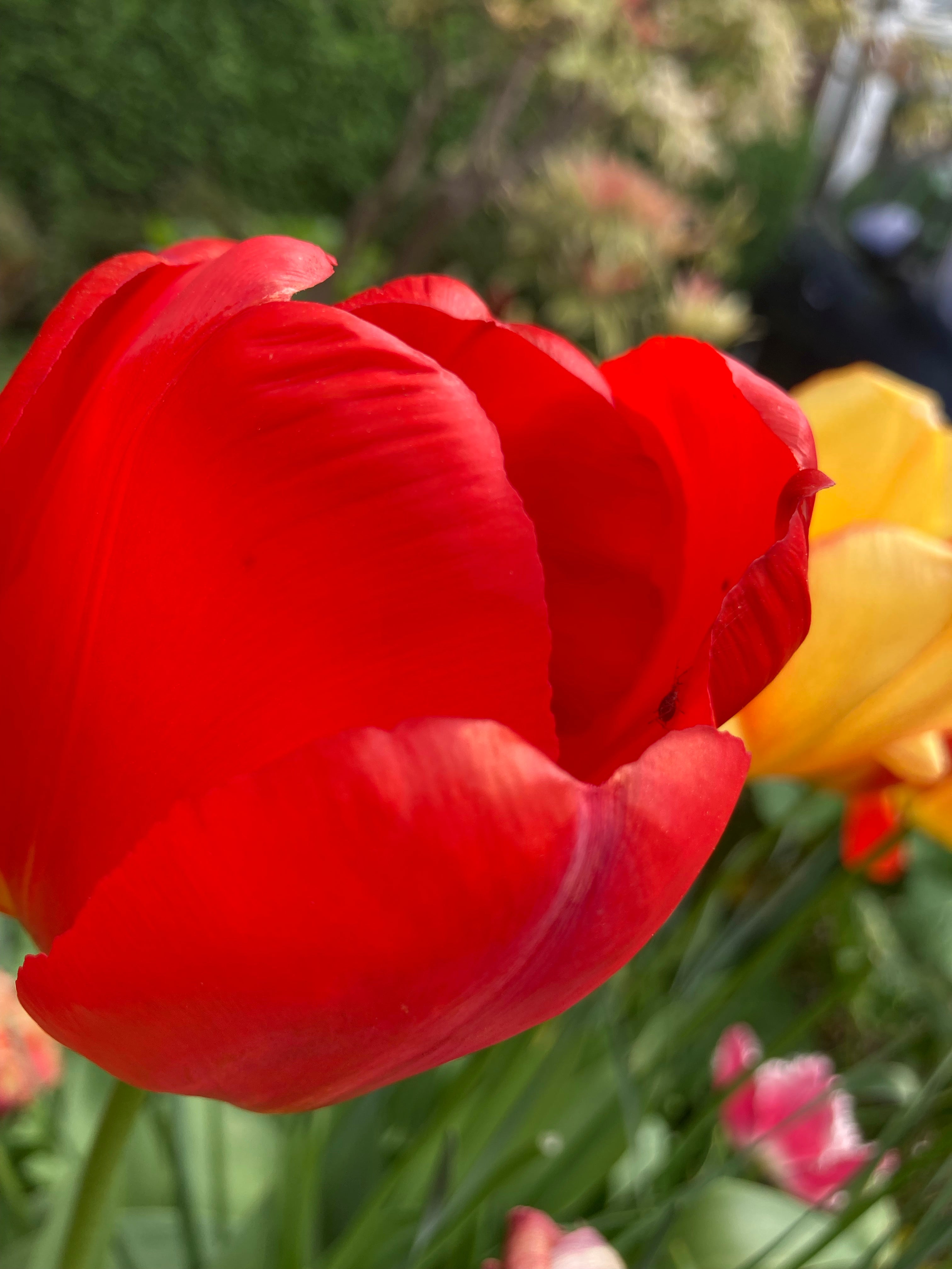 Single Red Tulip Bulbs 'Red Horizon' (Free UK Postage)