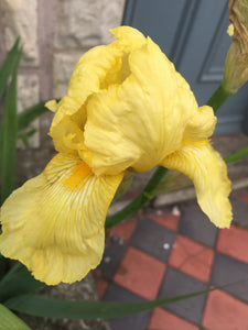 5 x Beautiful Yellow Bearded Iris (Rhizomes) To Plant Yourself (Free Postage)