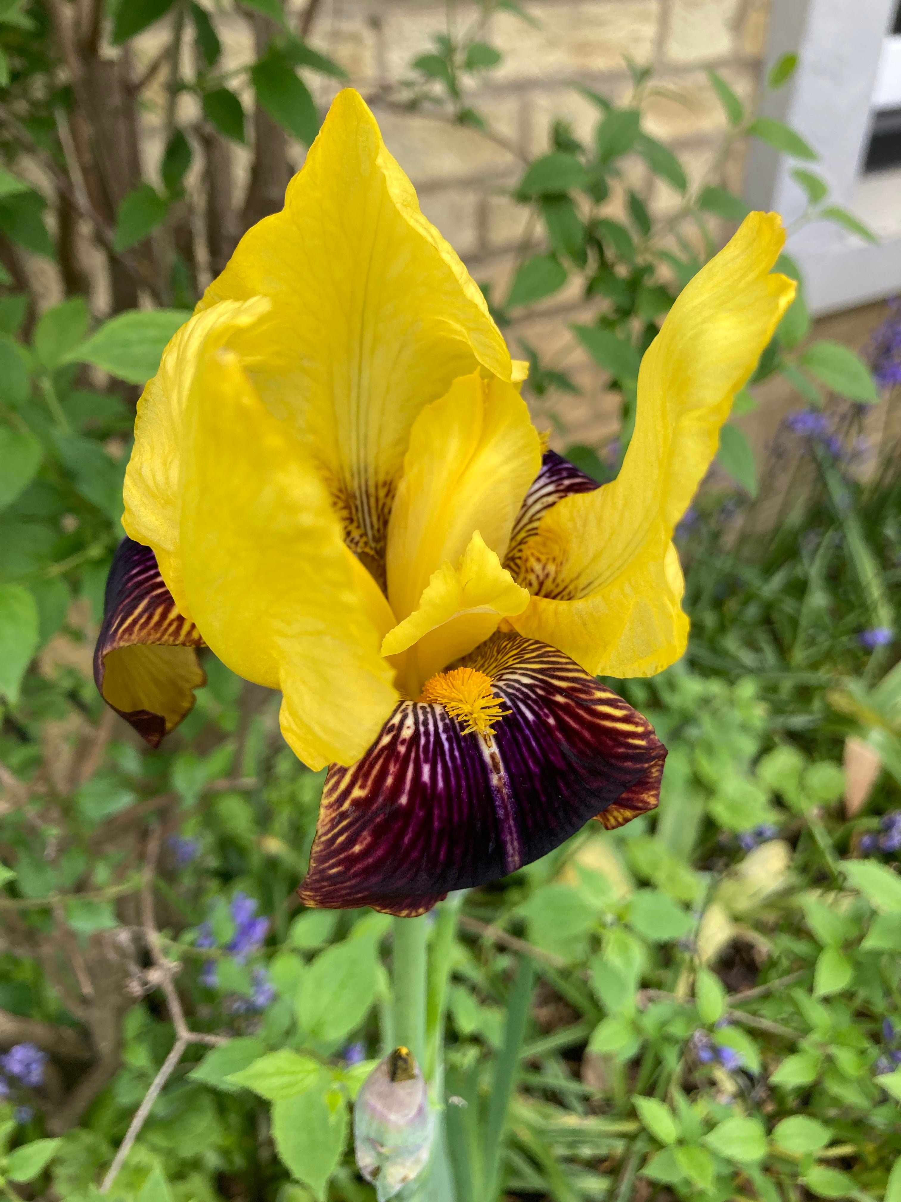 5 x Beautiful Yellow Bronze Bearded Iris (Rhizomes) To Plant Yourself (Free Postage)