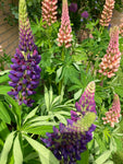 Six Lupins Mixed Colours (Roots to Plant Yourself) Free UK Postage
