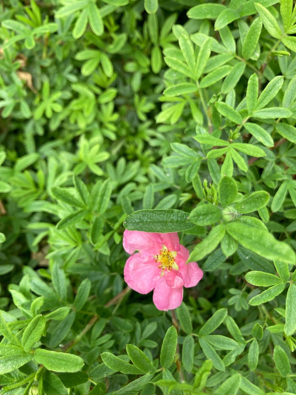 Potentilla 'Lovely Pink' Plants in a 9 cm Pot (Free UK Post)