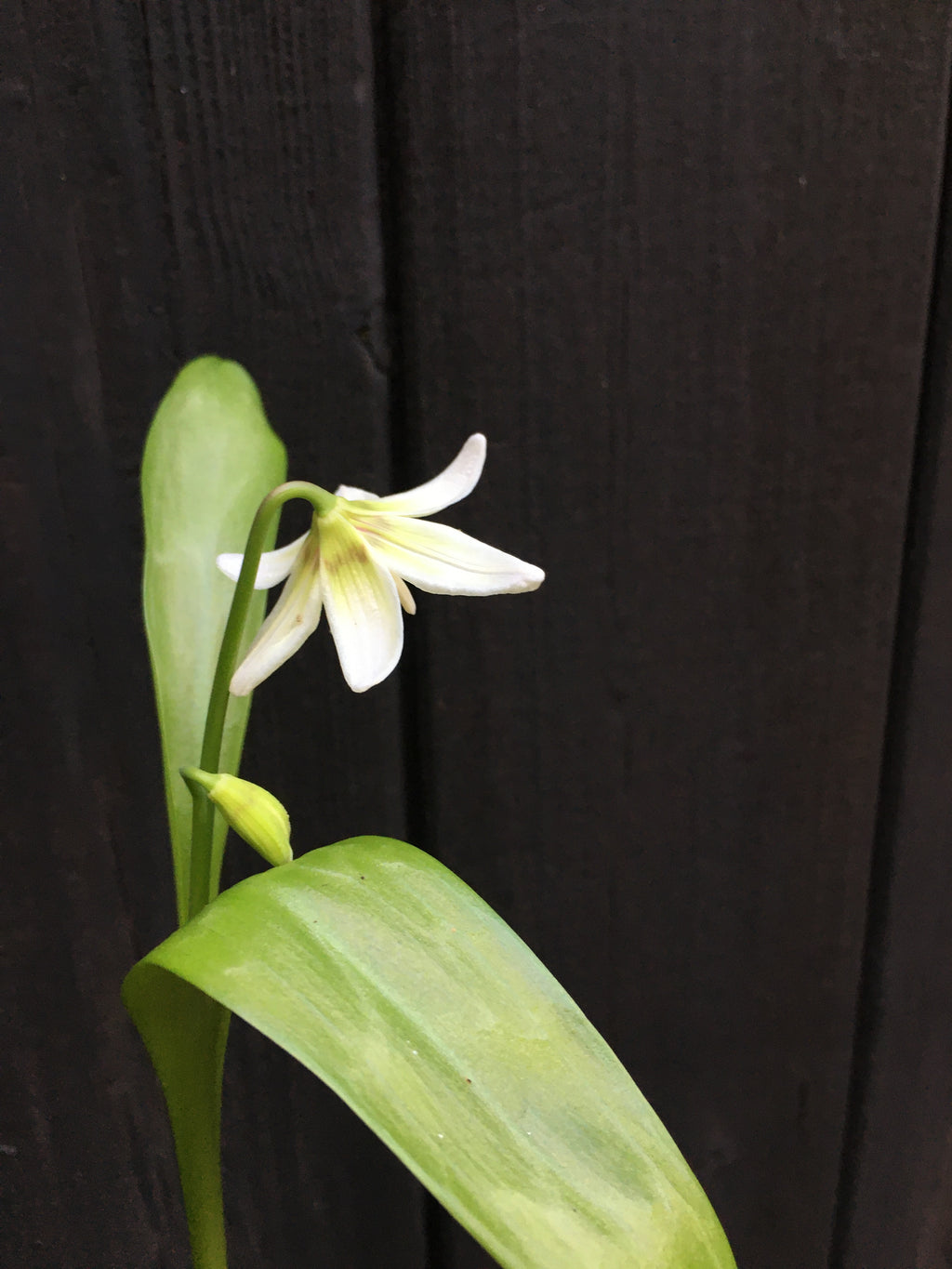 Erythronium pagoda Bulbs (White Dog's Tooth Violet) Free UK Postage