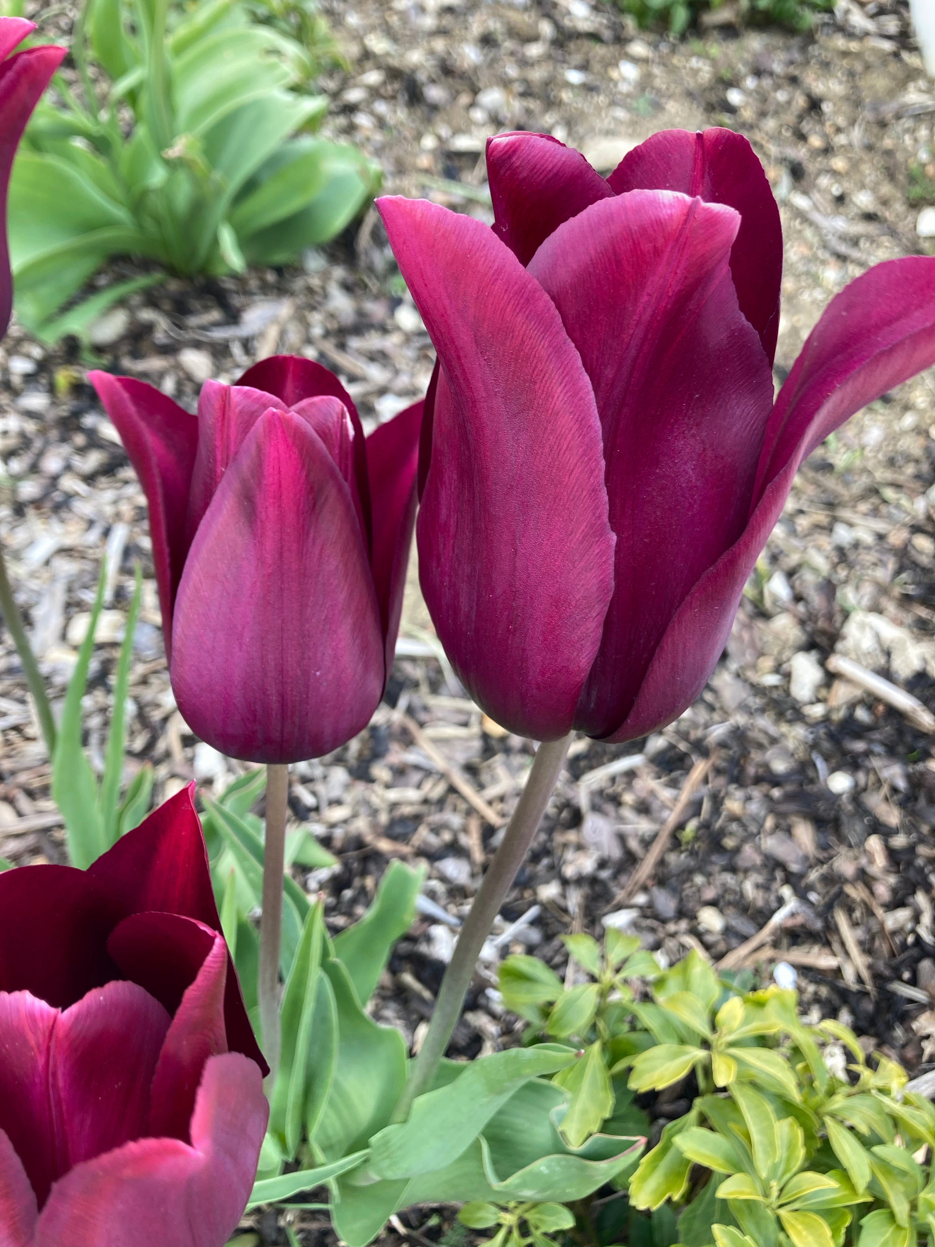 Purple Lily-Flowered Tulip Bulbs 'Yume no Murasaki' (Free UK Postage)
