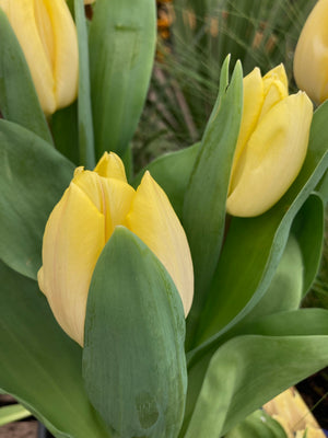 Pale-yellow and White Tulip Bulbs 'Sunny Prince' (Free UK Postage)