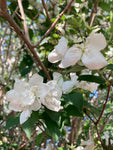 Philadelphus 'Virginal' Plants in a 9 cm Pot (Free UK Post)