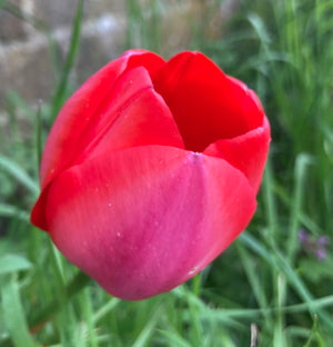 Pink Tulip Bulbs 'Niigata' (Free UK Postage)