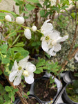 Exochorda or Pearl Bush - The Bride (15 cm Dia Pot) Free UK Postage