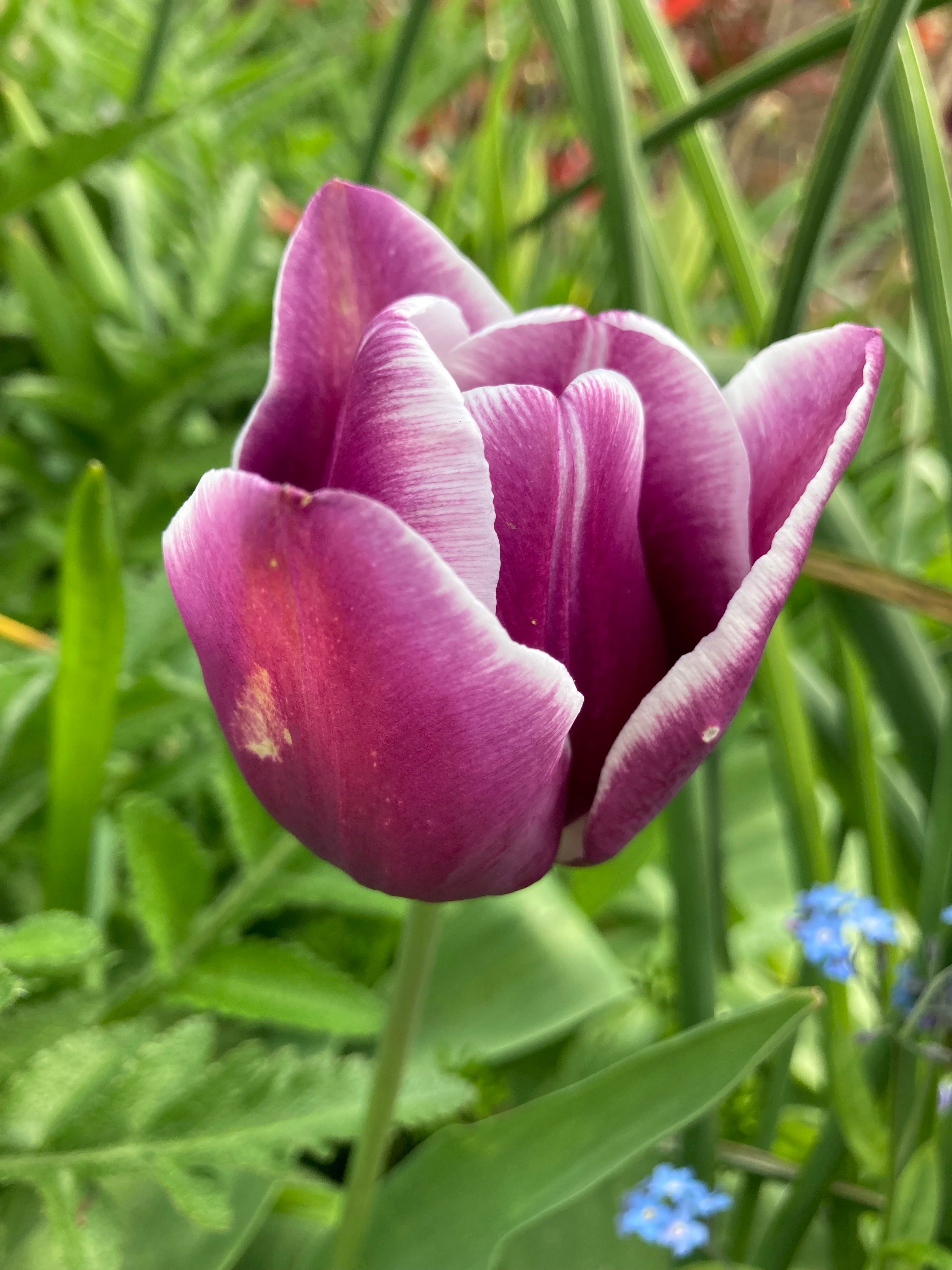 Tulip Bulbs 'Purple Elegance' (Free UK Postage)