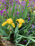 15 x Iris danfordiae Bulbs (Danford Iris) Free UK Postage
