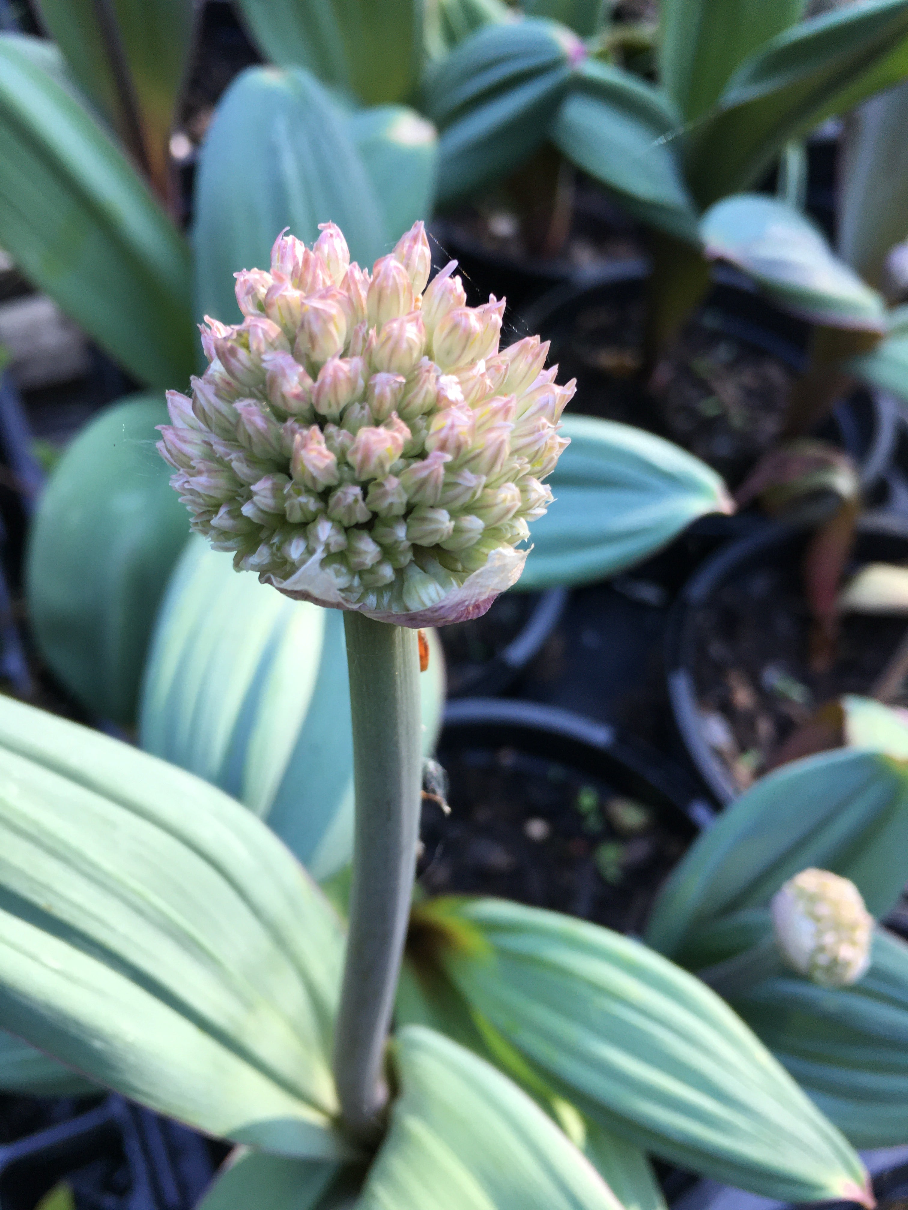 Ornamental Allium 'Karataviense' Bulbs - Free UK Postage