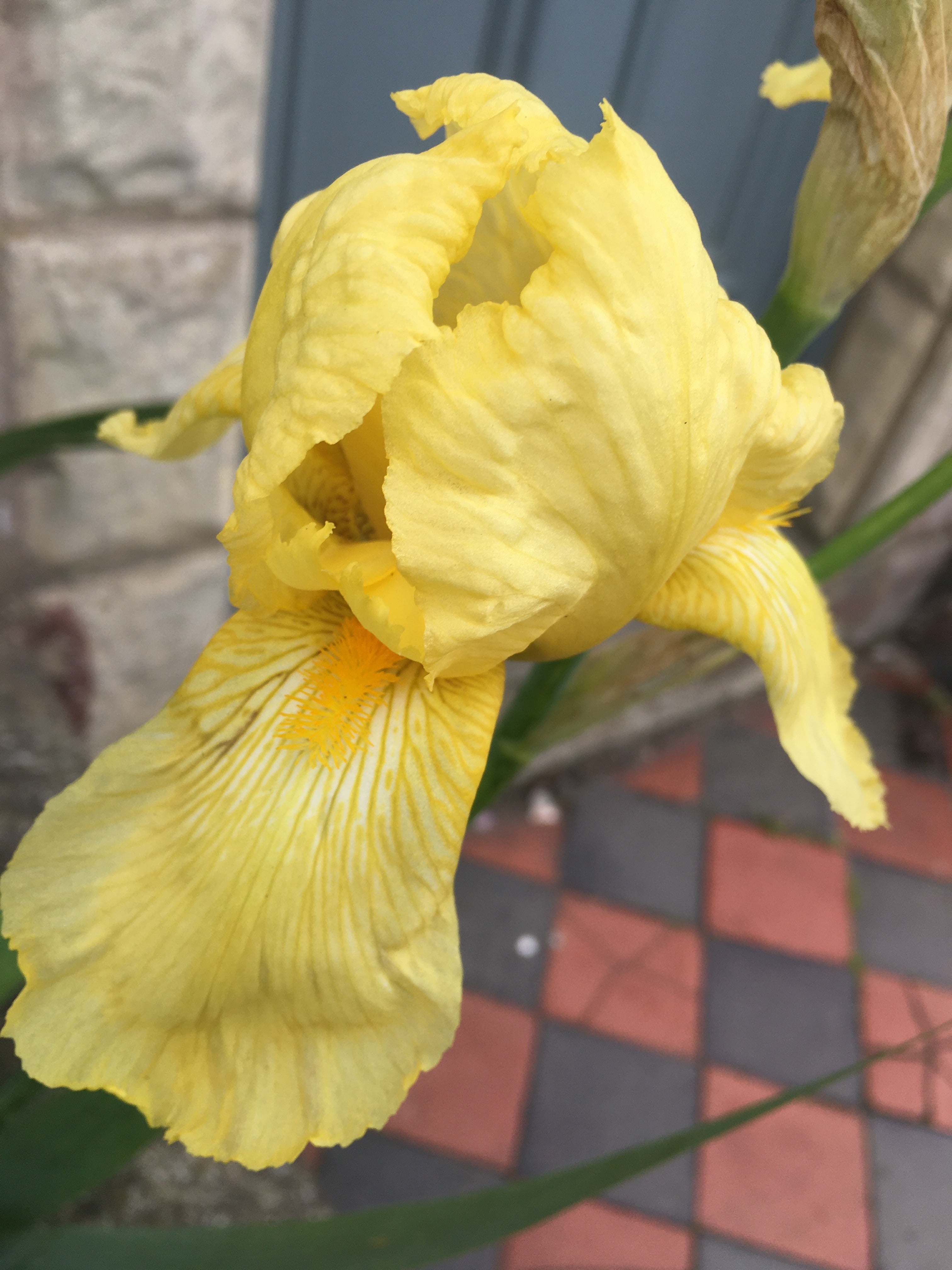 3 x Beautiful Yellow Bearded Iris (Rhizomes) To Plant Yourself (Free Postage)