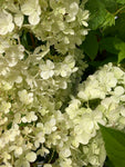 Hydrangea 'Vanilla Frais' Plants in a 9 cm Pot (Free UK Post)