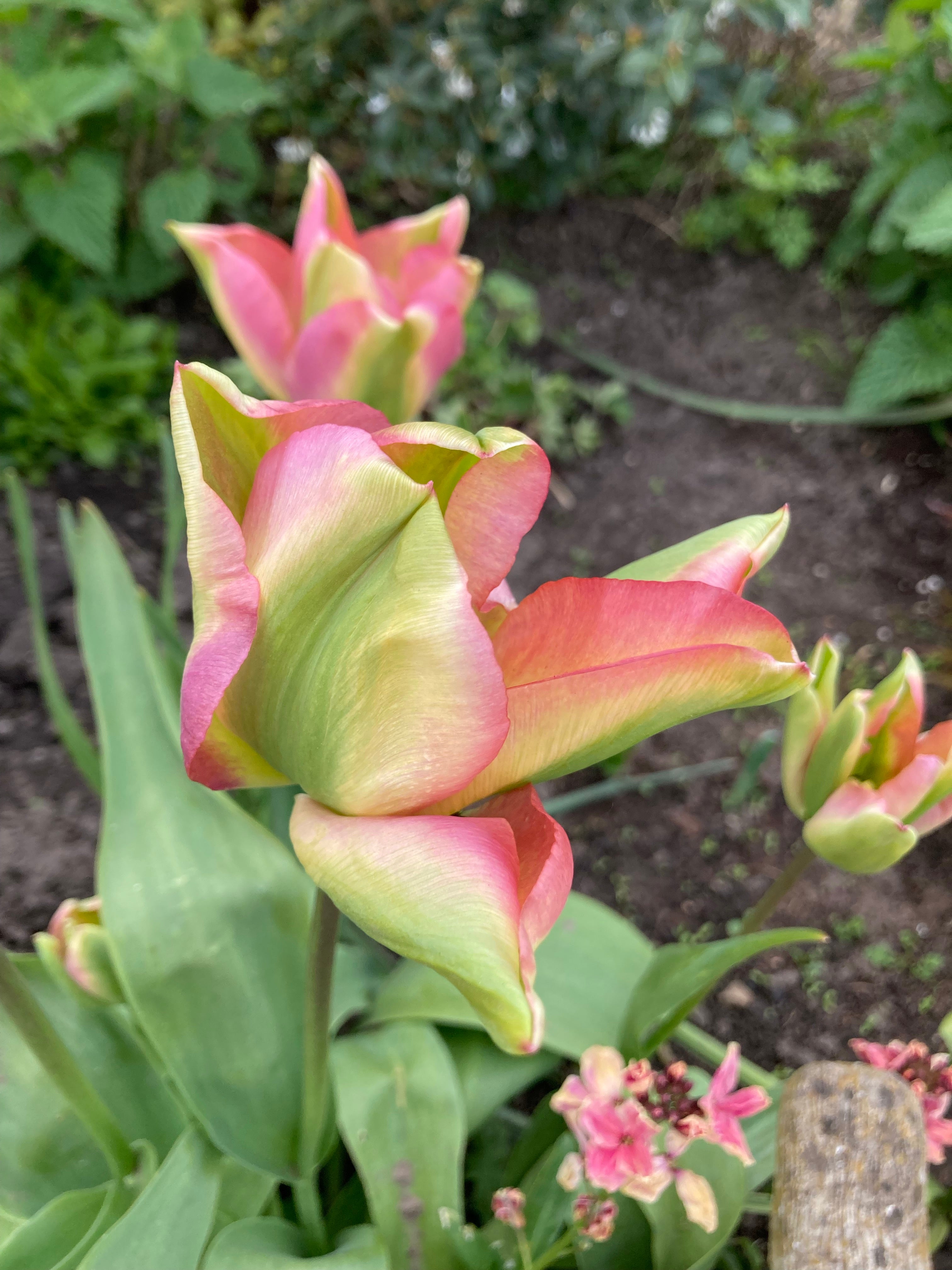Pink and Green Tulip Bulbs 'Groenland' (Free UK Postage)