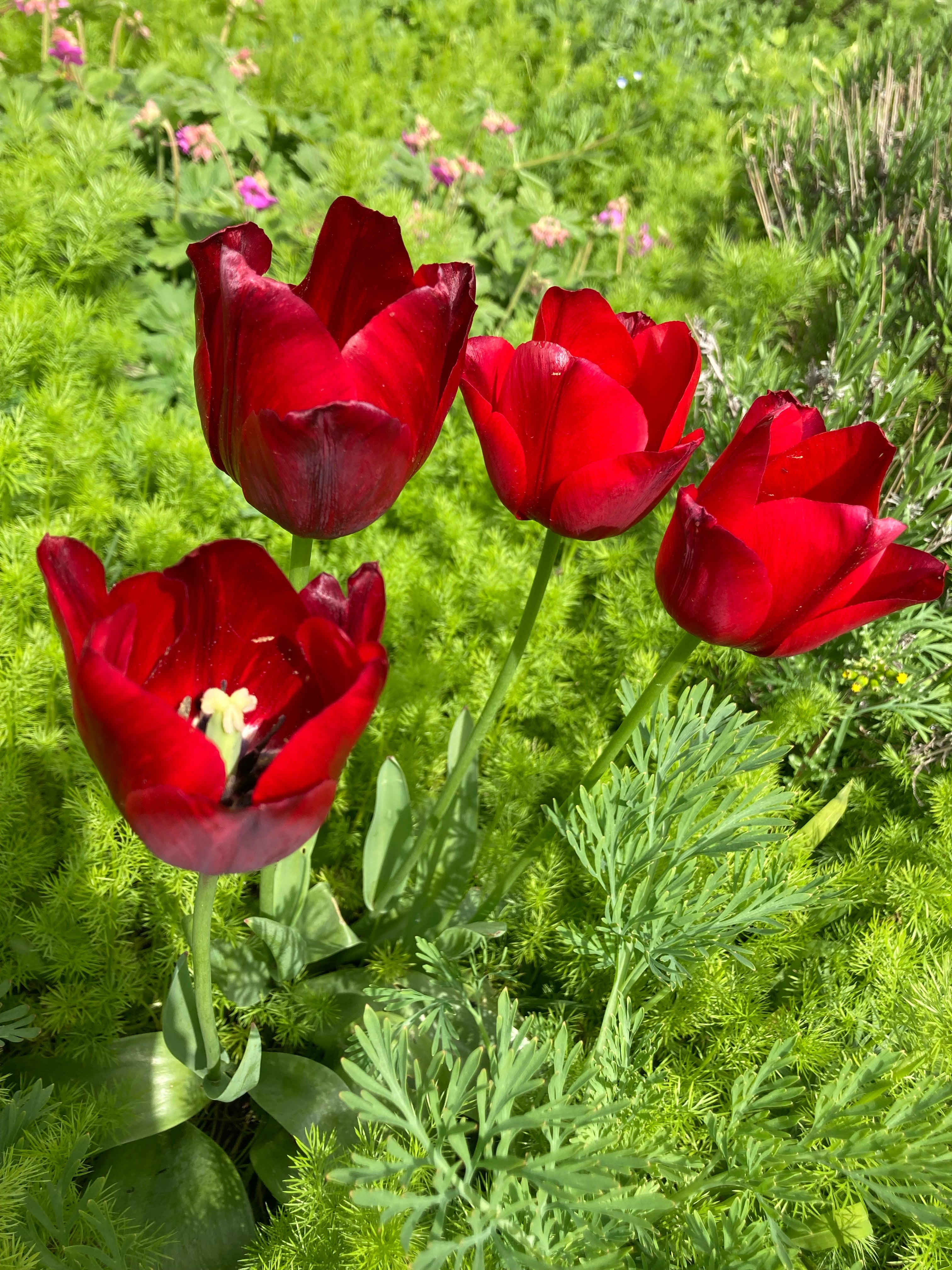Tall Red Tulip Bulbs 'Escape' (Free UK Postage)