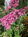 Buddleia 'Pink Delight' Plants in a 9 cm Pot (Free UK Post)