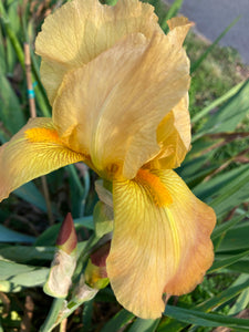 3 x Orange Iris germanica rhizome (Bearded Iris) Free UK Postage