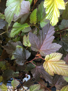 Ninebark or Physocarpus 'Lady in Red' Plants 9 cm Pot (Free UK Post)