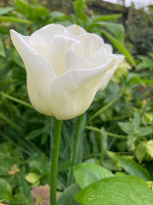 Ivory-White Tulip Bulbs 'White Dynasty' (Free UK Postage)