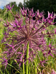 Allium 'Purple Rain' Bulbs (Ornamental Allium) Free UK Postage
