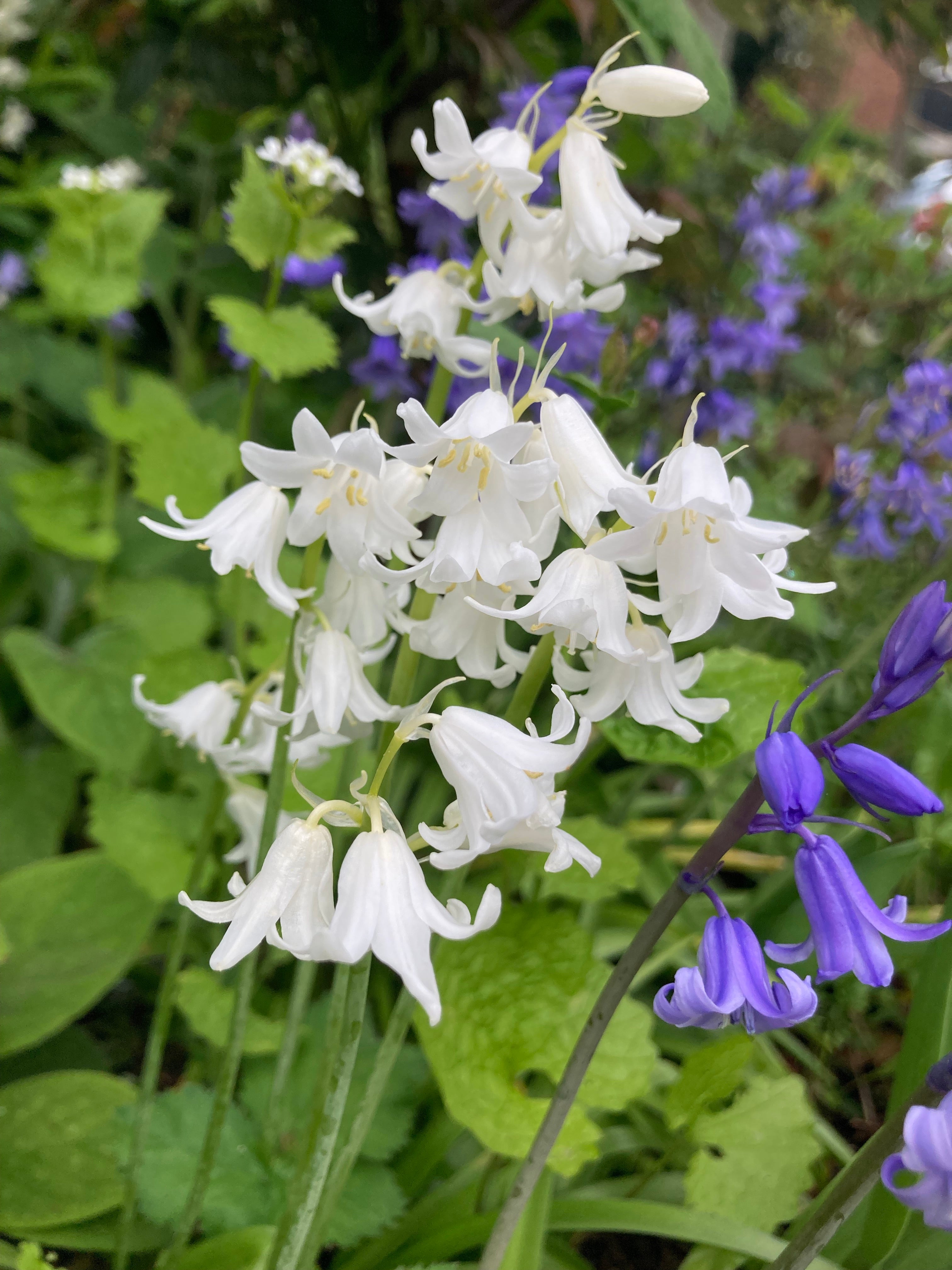 White Bluebell Bulbs In Pots - Farm Cultivated (Free UK Postage)