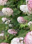 Hydrangea 'Pink Diamond' Plants 9 cm Pot (Free UK Post)