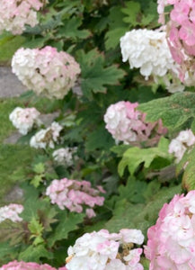 Hydrangea 'Pink Diamond' Plants 9 cm Pot (Free UK Post)