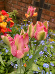 Viridiflora Tulip Variety 'Artist' Bulbs (Free UK Postage)