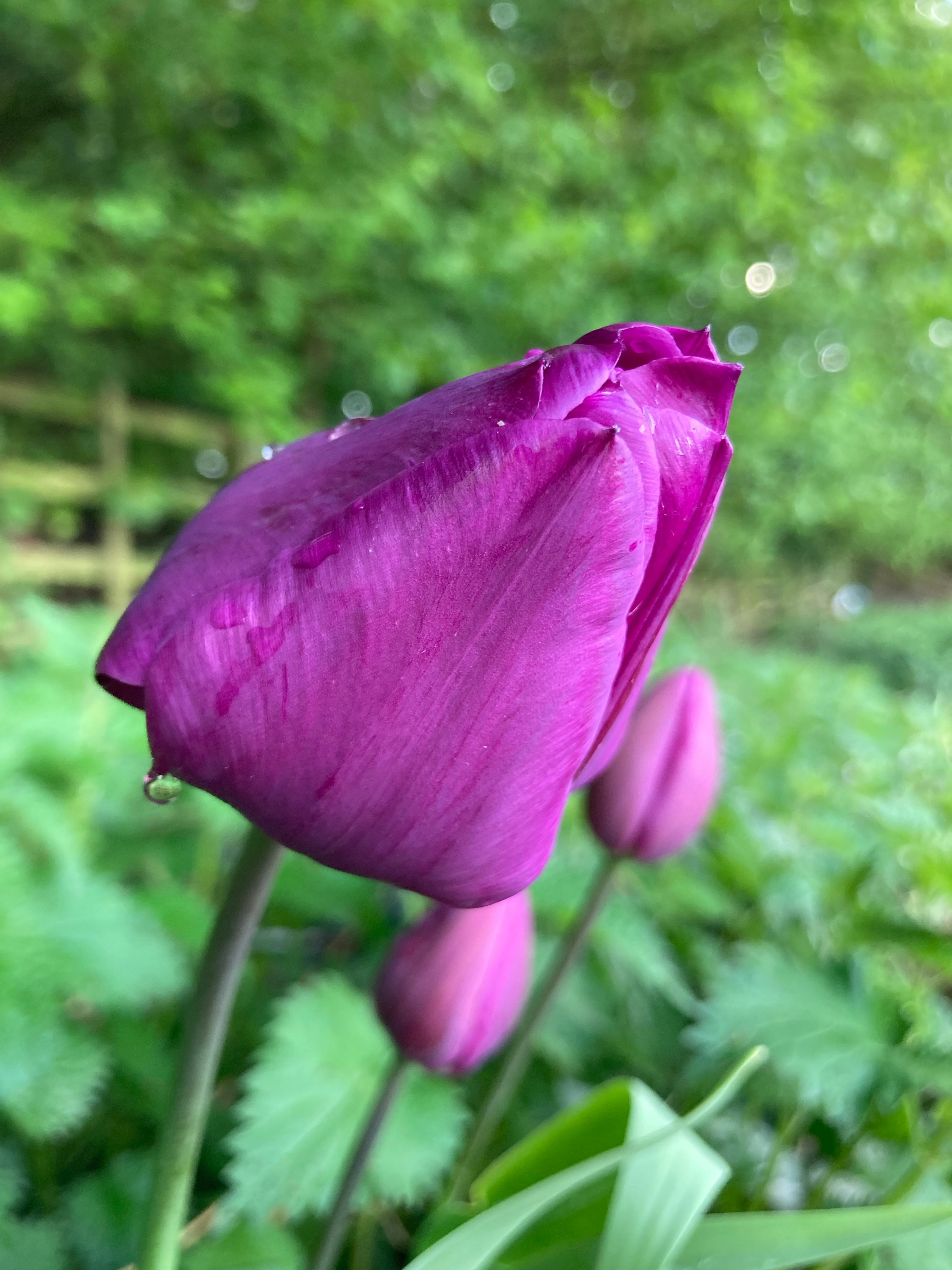 Tulip Bulbs 'Purple Flag' (Free UK Postage)
