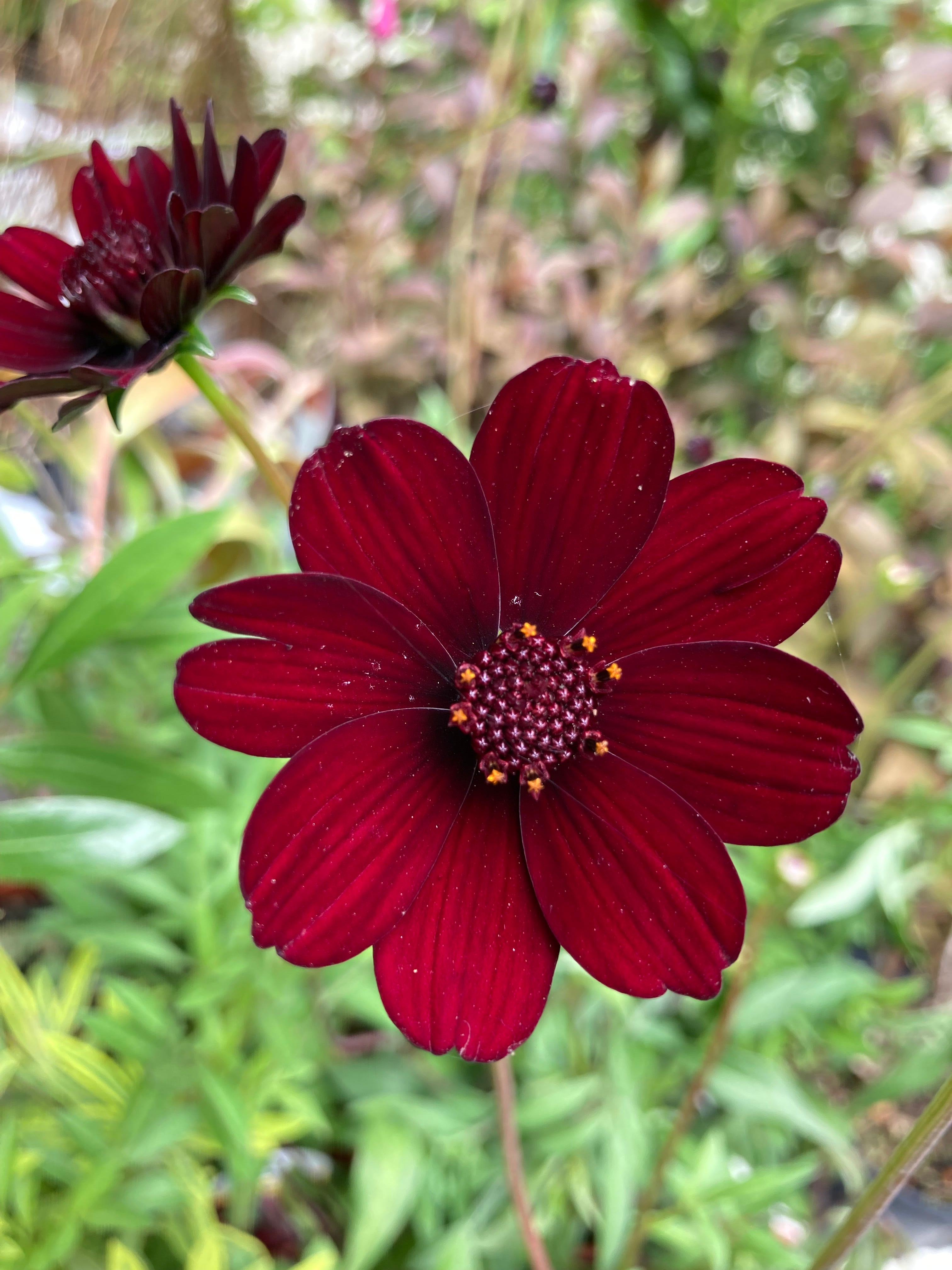 Chocolate Cosmos or Cosmos astrosanguineus (Budding Sections of Bare Root) Free UK Postage