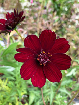 Chocolate Cosmos or Cosmos astrosanguineus (Budding Sections of Bare Root) Free UK Postage