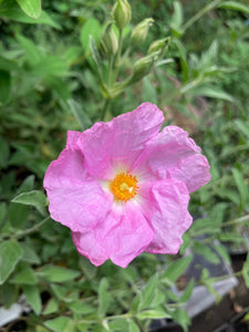 Cistus 'Silver Pink' Plants in a 9 cm Pot (Free UK Post)