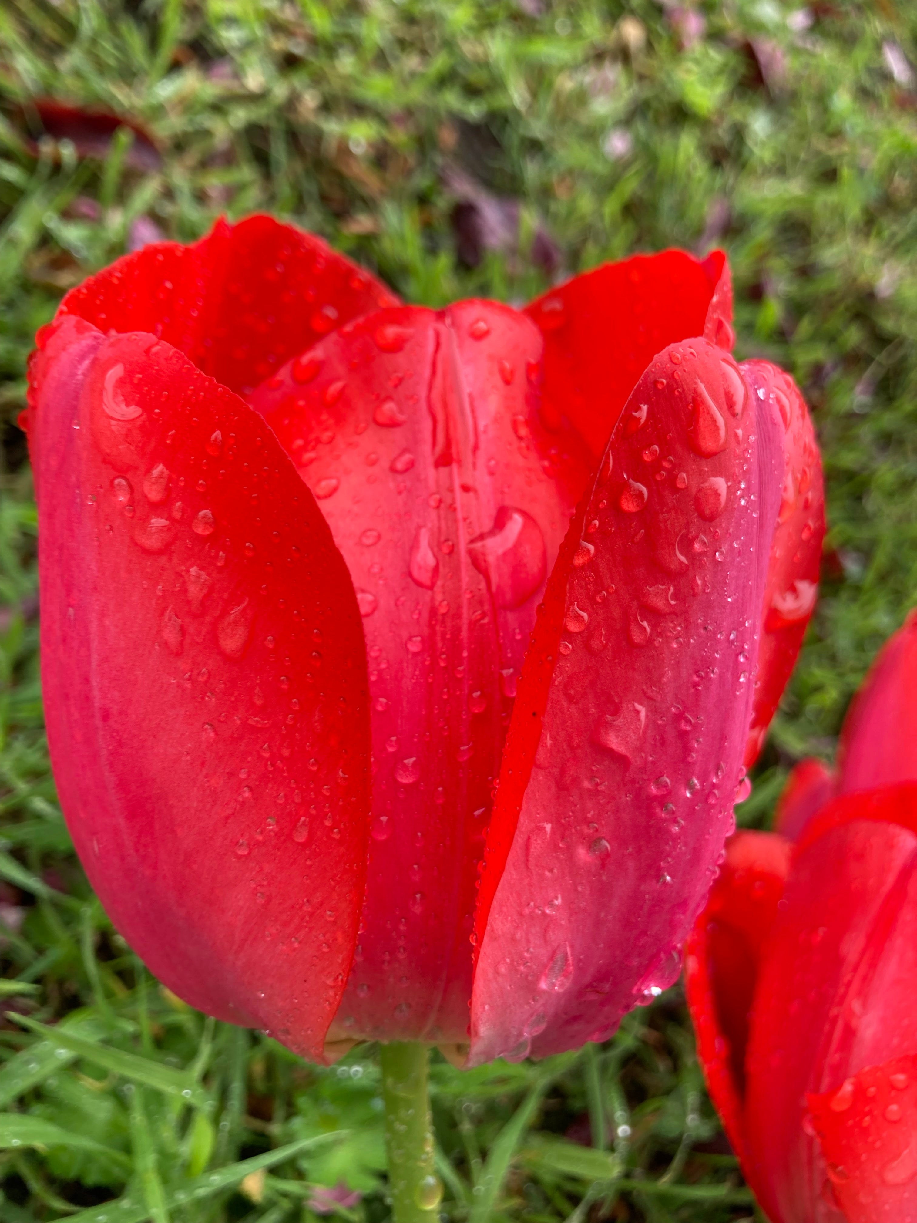 Red Tulip Bulbs 'Red Impression' (Free UK Postage)