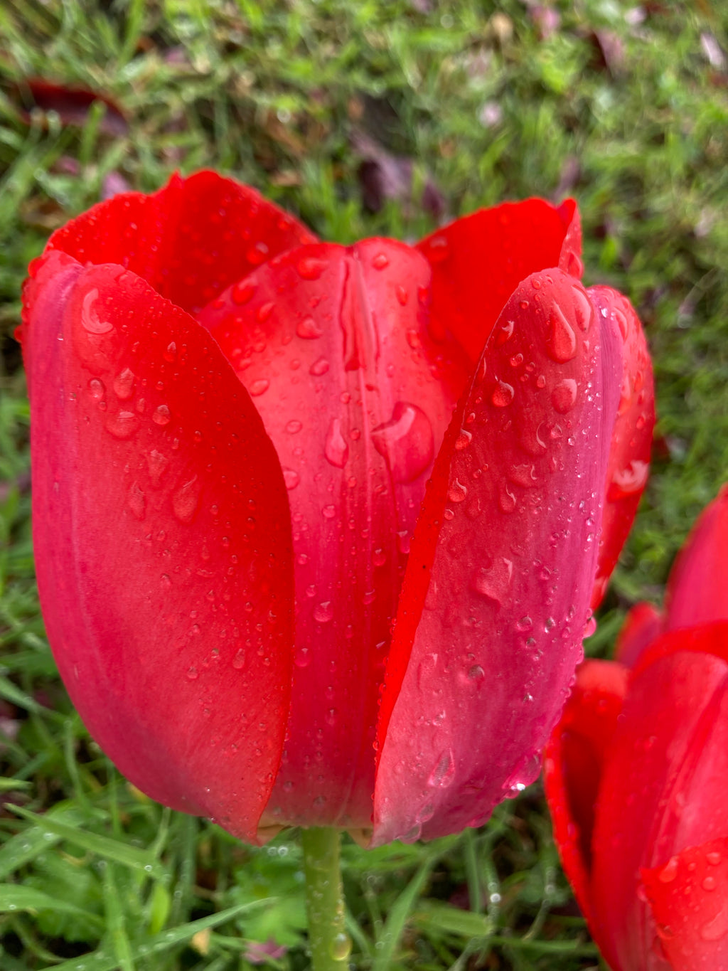 Red Tulip Bulbs 'Red Impression' (Free UK Postage)