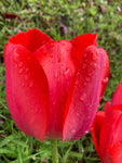Red Tulip Bulbs 'Red Impression' (Free UK Postage)