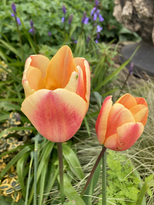 Triumph Tulip Bulbs 'Apricot Foxx' (Free UK Postage)