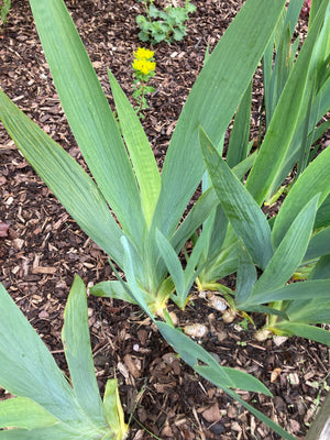 3 x Beautiful Yellow Bronze Bearded Iris (Rhizomes) To Plant Yourself (Free Postage)