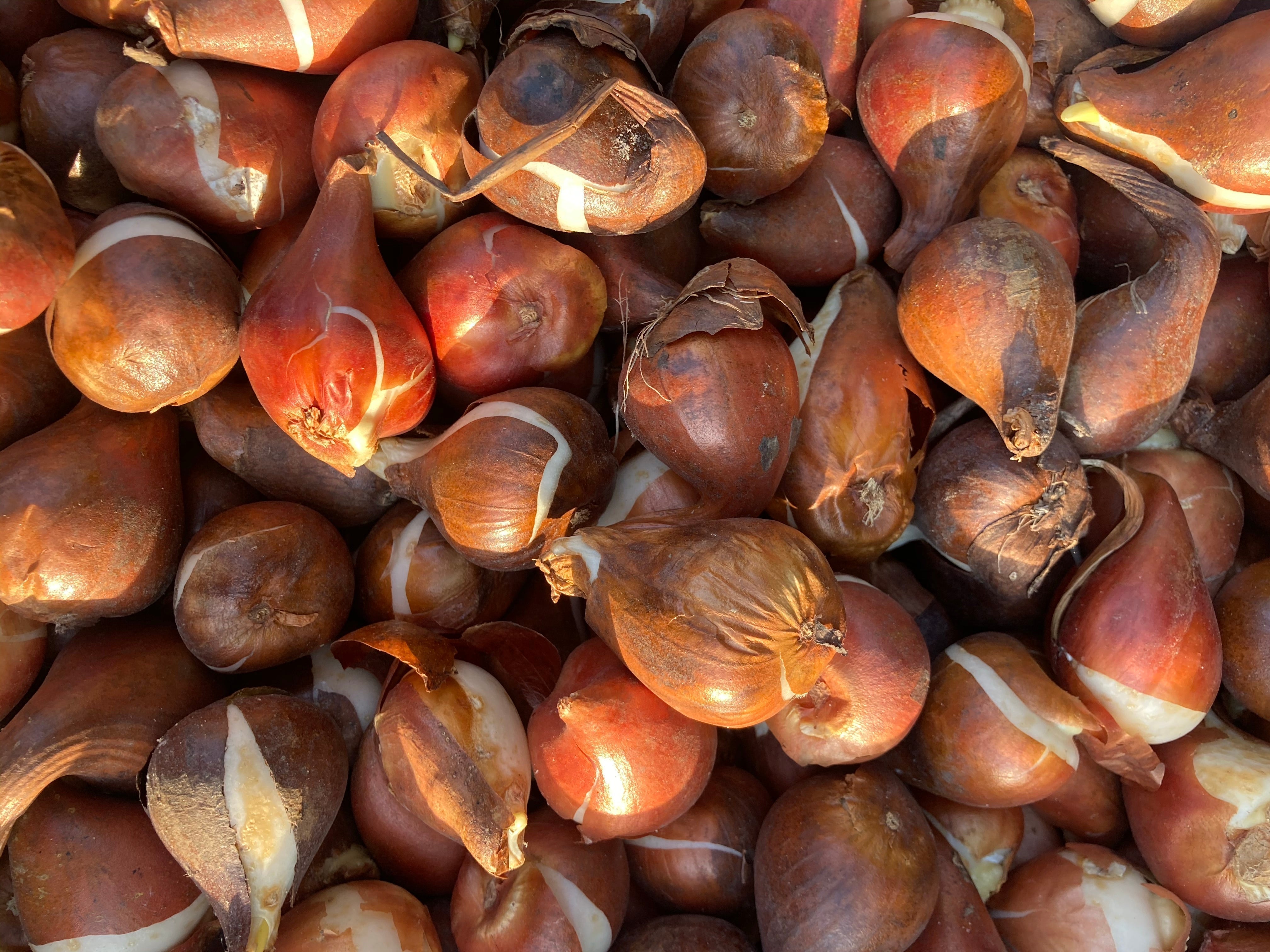 Short Tulip Bulbs 'Winnepeg' Greigii Type (Free UK Postage)