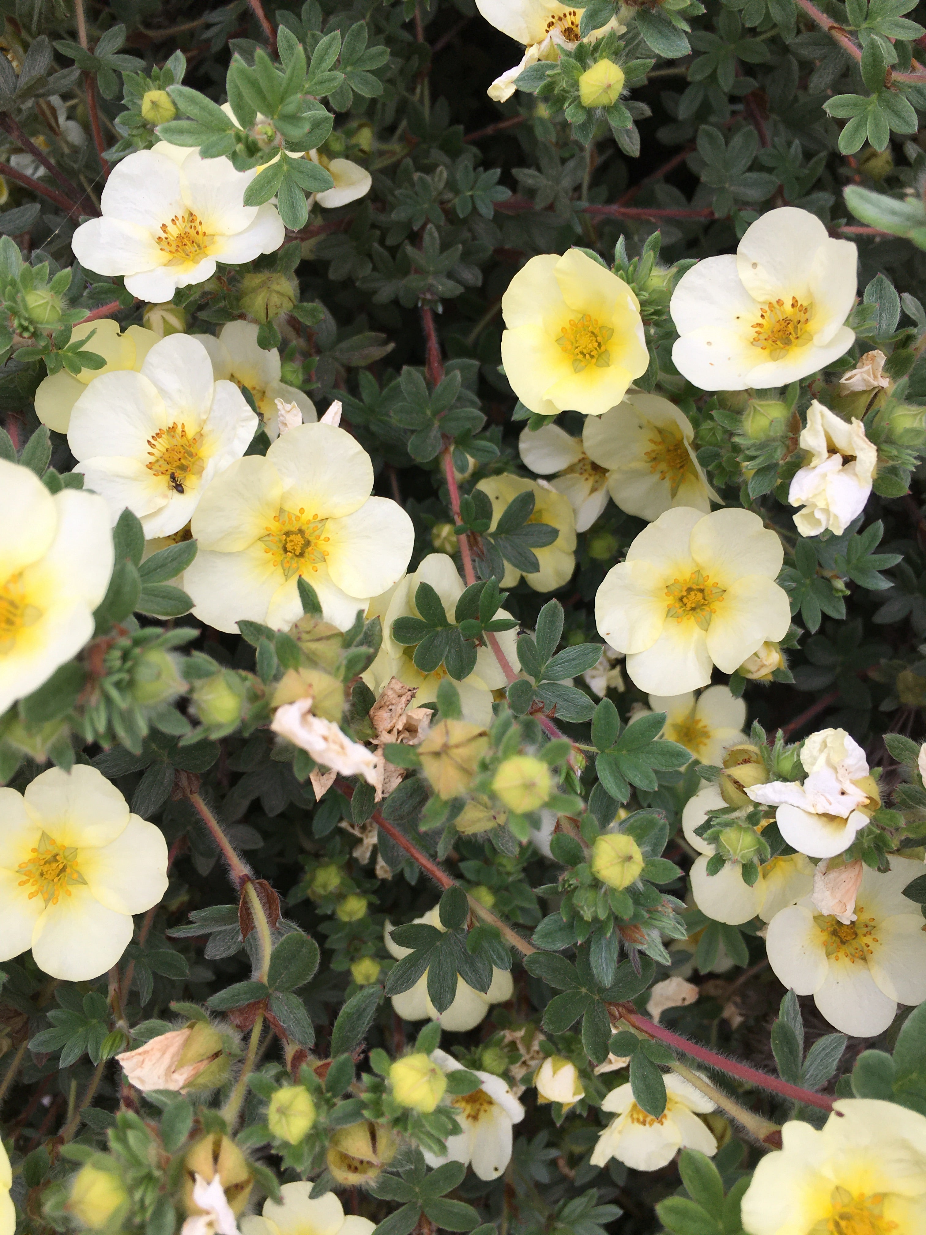 Potentilla 'Primrose Beauty' Plants in a 9 cm Pot (Free UK Post)