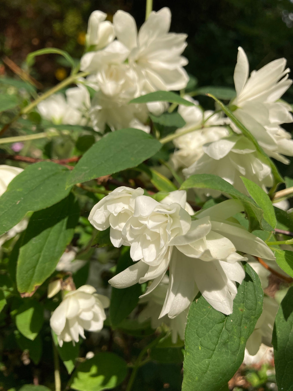 Philadelphus 'Snowbelle' or Mock-Orange Established in 9cm Dia Pots (Free UK Postage)