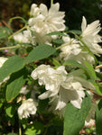 Philadelphus 'Snowbelle' or Mock-Orange Established in 9cm Dia Pots (Free UK Postage)