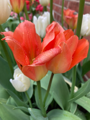 Tulip Bulbs ‘Orange Emperor’ (Free UK Postage)