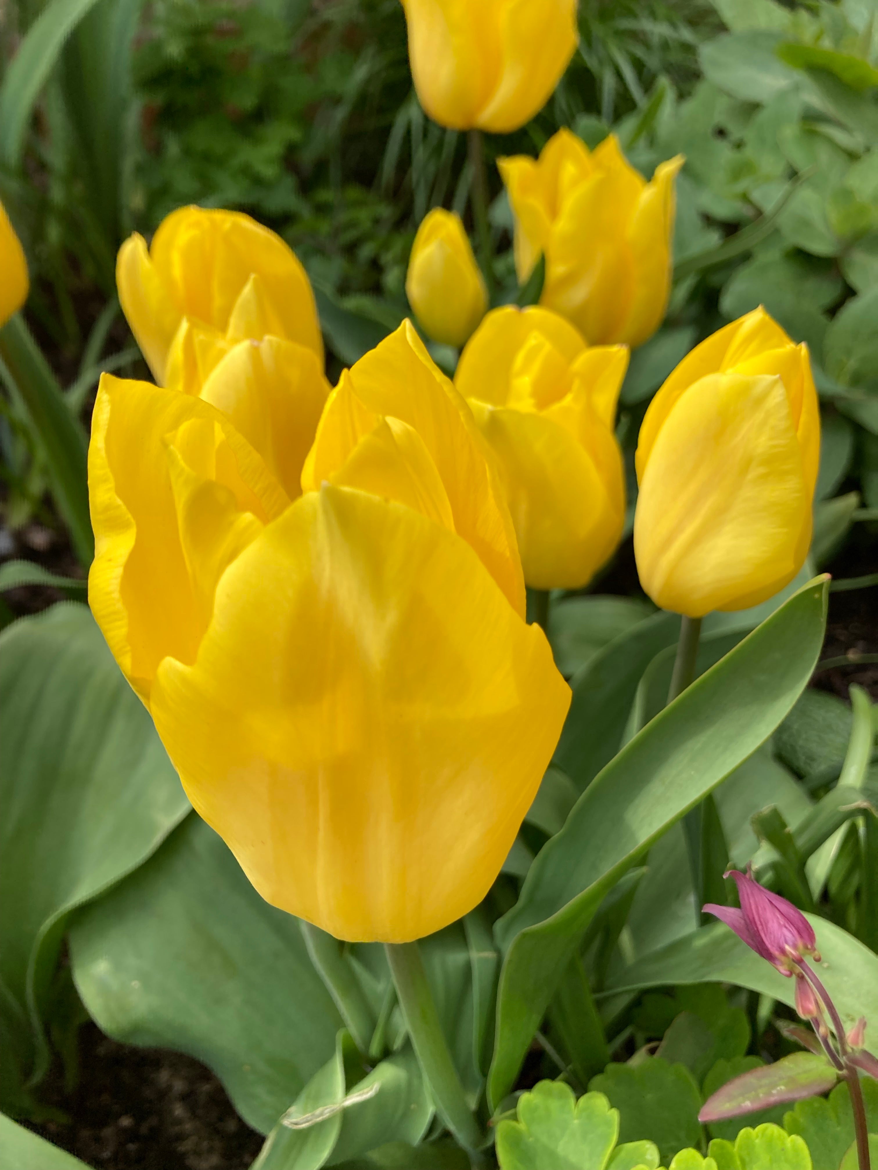 Yellow Tulip Bulbs 'Friendship' Variety (Free UK Postage)