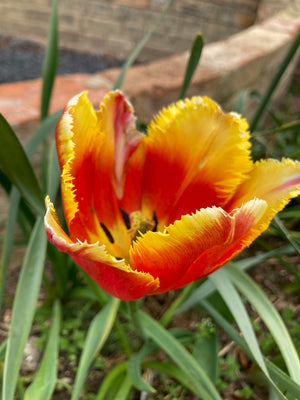 Orange and Yellow Fringed Tulip Bulbs 'Lambada' (Free UK Postage)