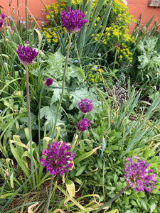 Ornamental Allium 'Mercurius' Bulbs - Free UK Postage