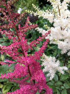 Six Mixed Astilbe Plants (False Goat's Beard) Budding Sections Of Roots (Free UK Postage)