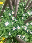 White Anemone nemorosa Root Rhizomes (Wood Anemone) Free UK Postage