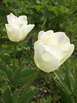White Tulip Bulbs 'Cheers' (Free UK Postage)
