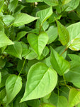 Syringa 'Sensation' Plants in a 9 cm Pot (Free UK Post)