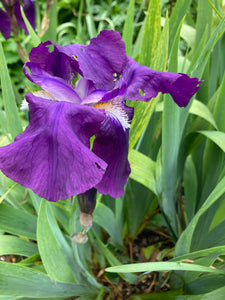 Beautiful Purple Bearded Iris (Rhizomes) To Plant Yourself (Free UK Postage)